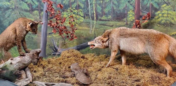 Call of the Wild - 2022 Photos (newer photo)